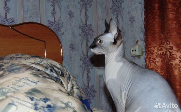 Канадский сфинкс