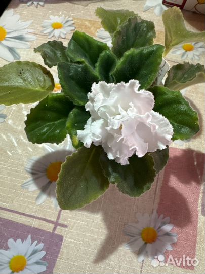 Фиалка узамбарская