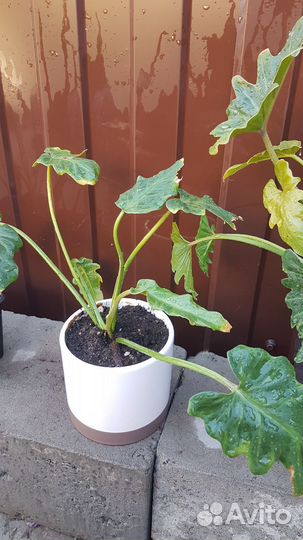 Филодендрон Ксанаду