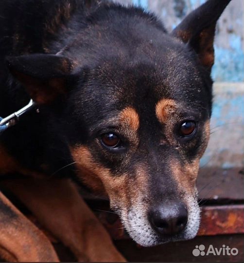 Собака в добрые руки