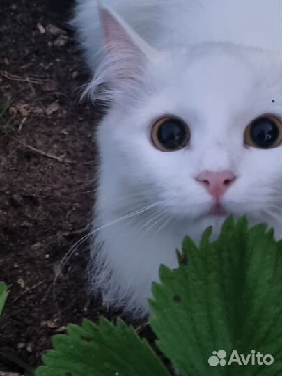 Отдаю кошку