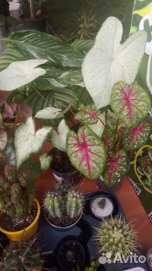 Каладиум микс