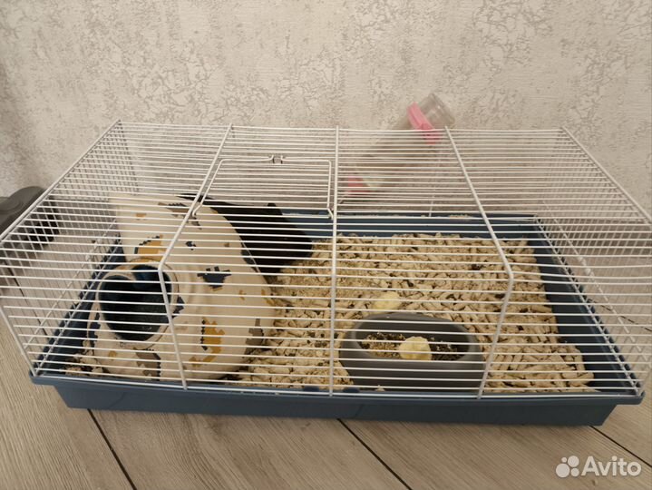 Морская свинка с клеткой бесплатно