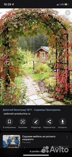 Саженцы девичий виноград