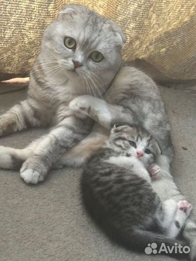 Шотландские прямоухие котята