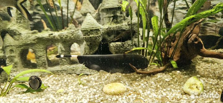 Рыба черный нож