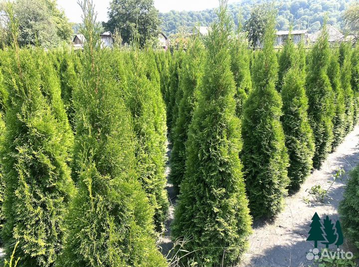 Туя смарагд из питомника