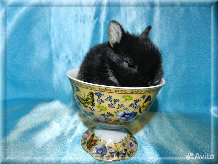 Нидерландский карликовый кролик черный оттер