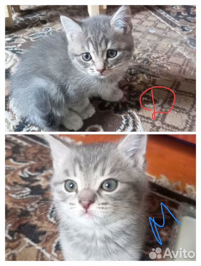 Котята в добрые руки