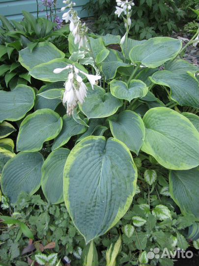 Хосты большие и маленькие