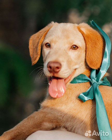 Щенок Симба 3 месяца