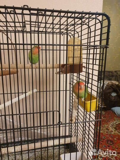 Попугаи пара розовощекие неразлучники