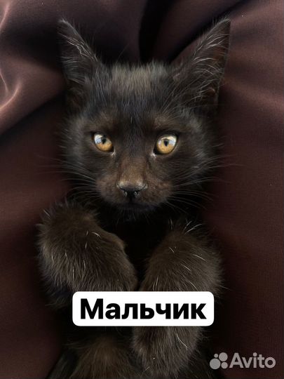 Отдам в добрые руки