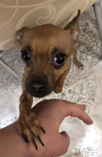 Маленькая собака