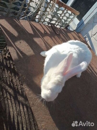 Кролик белый панон