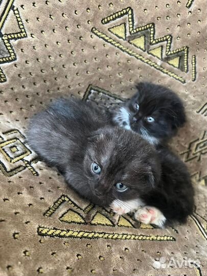 Котята