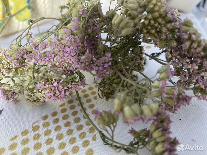 Тысячелистник леснойо пижма зверобой