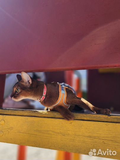 Абиссинская кошка вязка