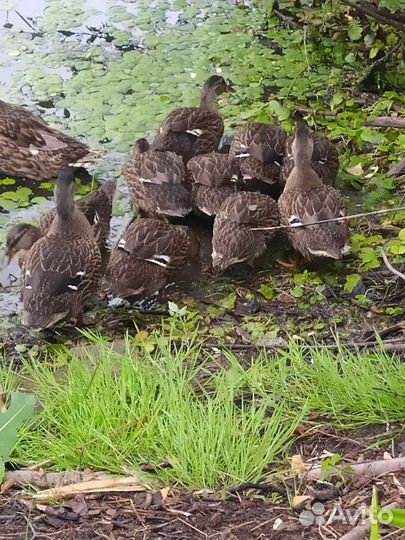 Подсадные кряковые утки