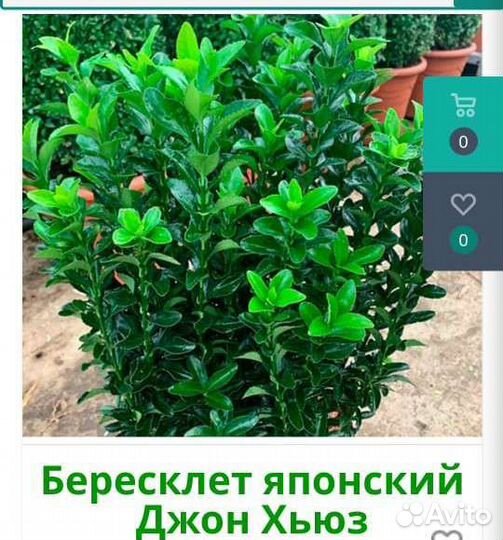Бересклет japan садовый, самшит, кизильник