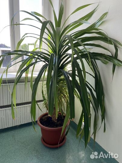 Пальма панданус