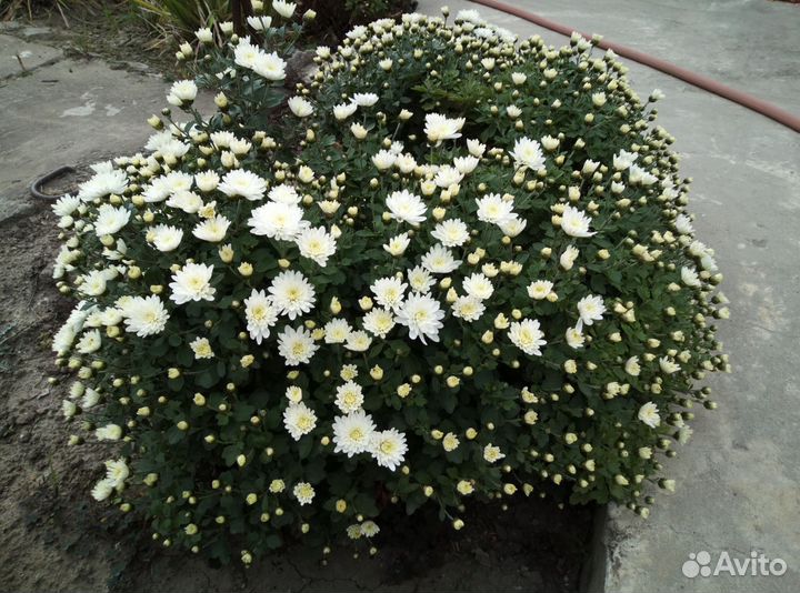 Шаровые кусты