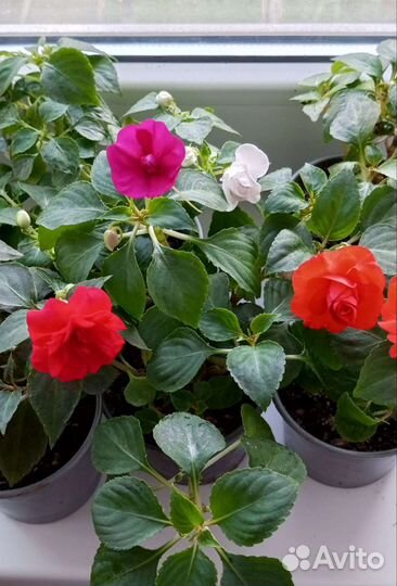 Бальзамин ванька мокрый