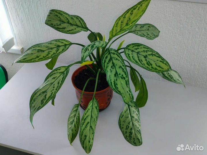 Аглаонема Silver Queen