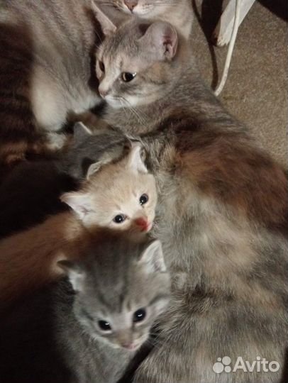 Кошка деревенская
