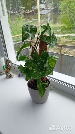 Сингониум панда