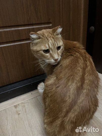 Отдаем кота в добрые руки