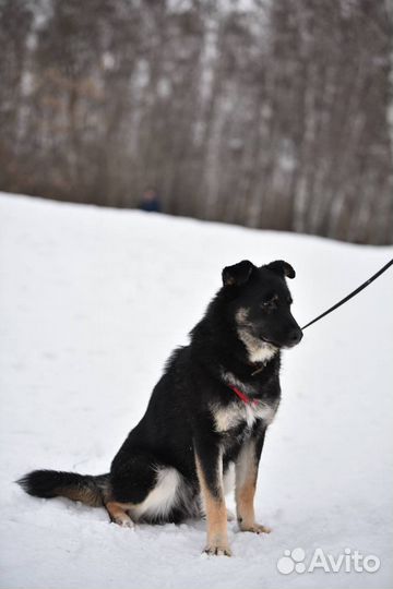 Красивый храбрый малыш ищет дом