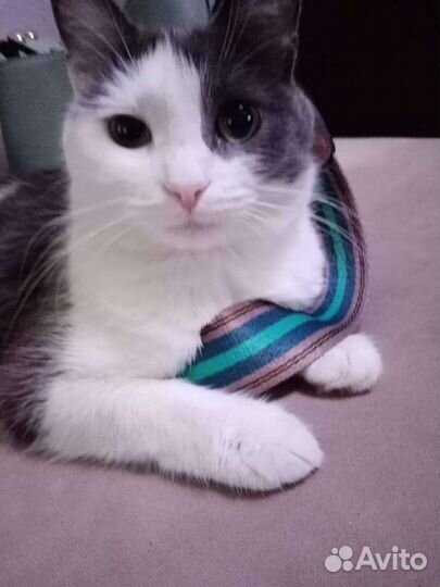 Очень умная кошка