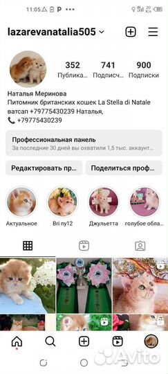 Британский длинношерстный мальчик BLH ny12