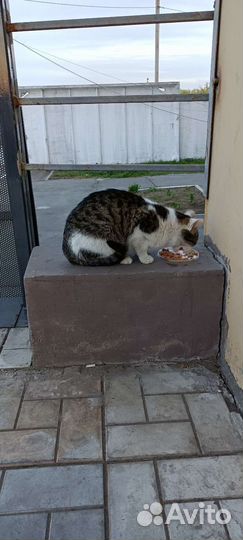 Кошка нужен дом передержка помощь