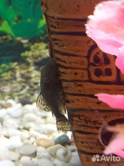 Сомики анциструсы