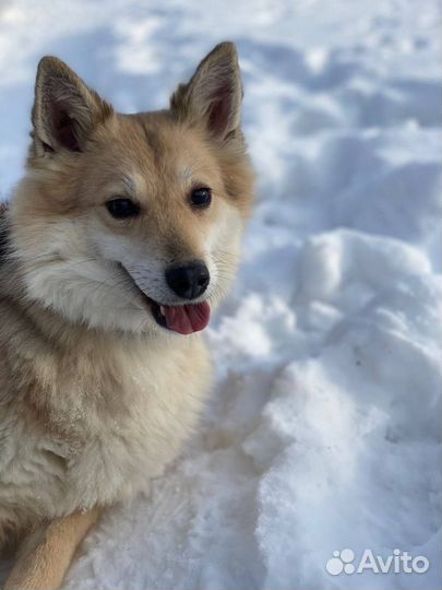 Собаки бесплатно в добрые руки
