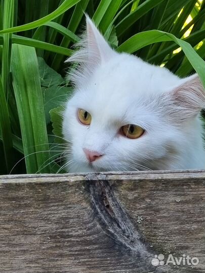 Отдаю кошку