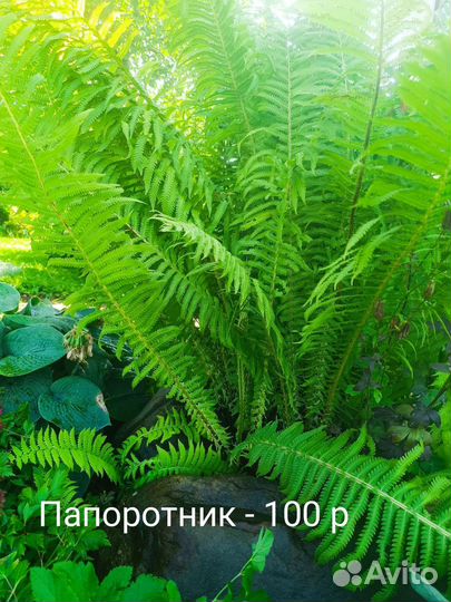 Многолетние цветы