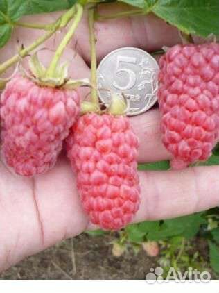 Малина крупная саженцы