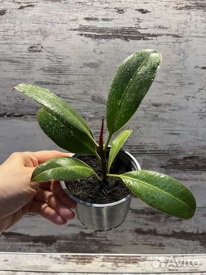 Фикус эластика