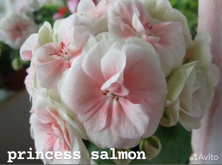 Пеларгонии сортовые