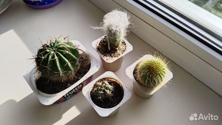 Кактусы и суккуленты