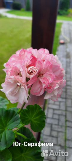 Пеларгония Принцесса Грейс и др