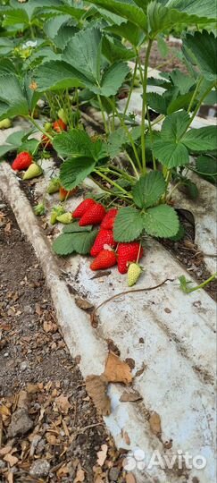 Рассада клубники мурано