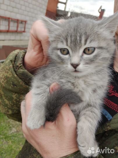 Серенькая кошечка, 2 месяца