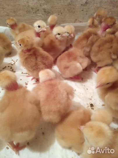 Цыплята Голошейки