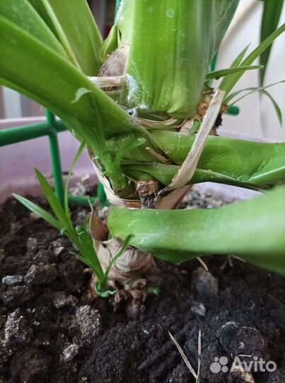 Пандаус отростки