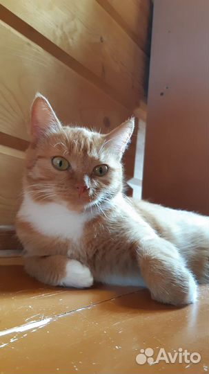 Кошка в добрые руки