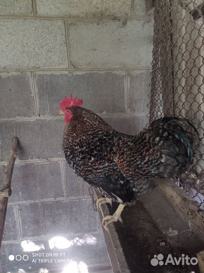 Молодые петухи доминант